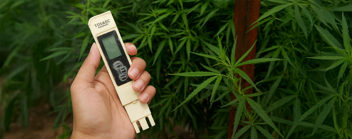 Bedste EC til cannabis Best EC for cannabis