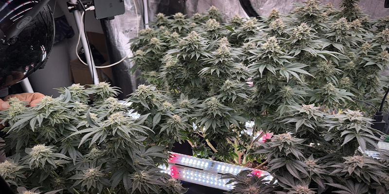 Sådan implementerer du intercanopy-belysning i dit dyrkningsrum til cannabis Sådan implementerer du intercanopy-belysning i dit dyrkningsrum til cannabis