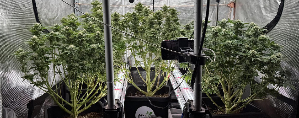 Intercanopy lighting in cannabis:Skal man eller skal man ikke? Intercanopy lighting in cannabis:Do or don’t?