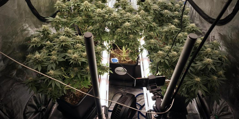 Hvad er intercanopy lighting (ICL)? Hvad er intercanopy lighting (ICL)?