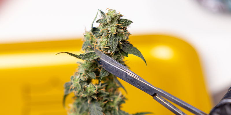 3. Trim sukkerbladene omkring blomsterne 3. Trim the sugar leaves around the buds