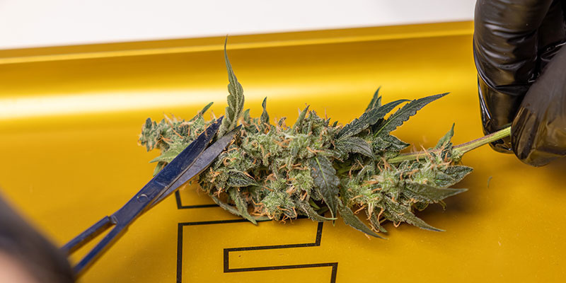 Håndtér blomsterne forsigtigt for at bevare trichomes Handle buds carefully to preserve trichomes