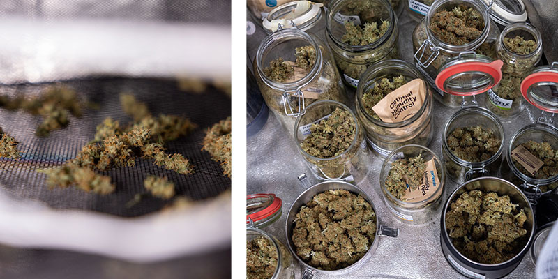 Hvad sker der efter trimning af din cannabis? What comes after trimming your cannabis?