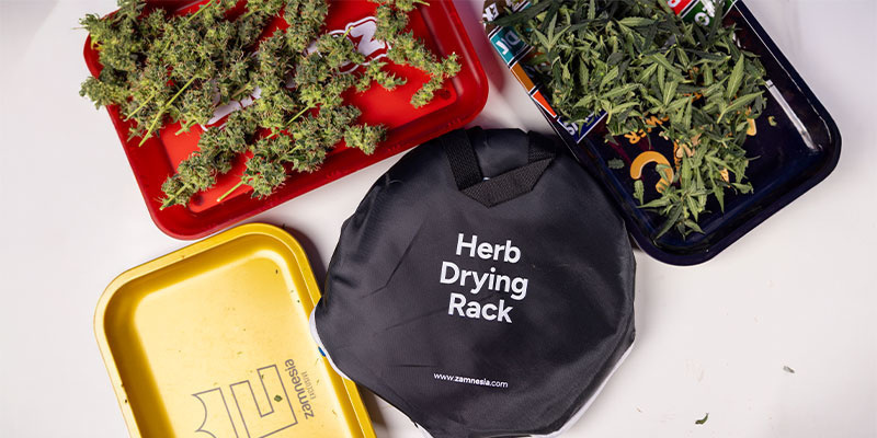 Hvorfor trimning af cannabis er vigtig Hvorfor trimning af cannabis er vigtig