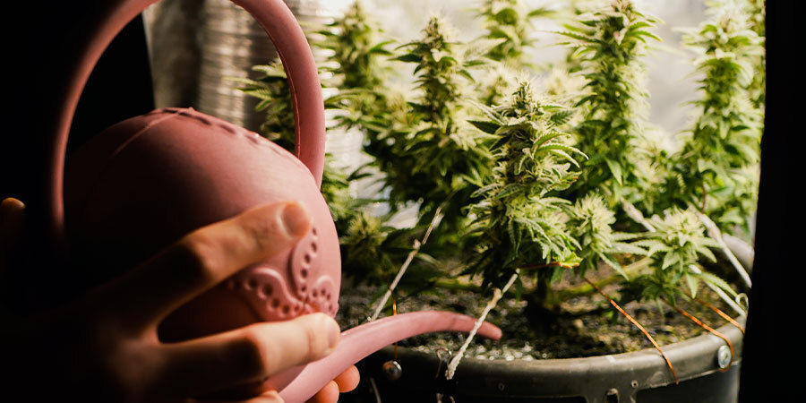 Vækststadie og plantestørrelse Sådan vander du cannabisplanter: Vækststadie og plantestørrelse