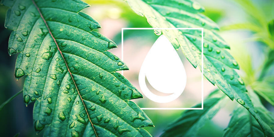 Sådan vander du cannabisplanter Sådan vander du cannabisplanter