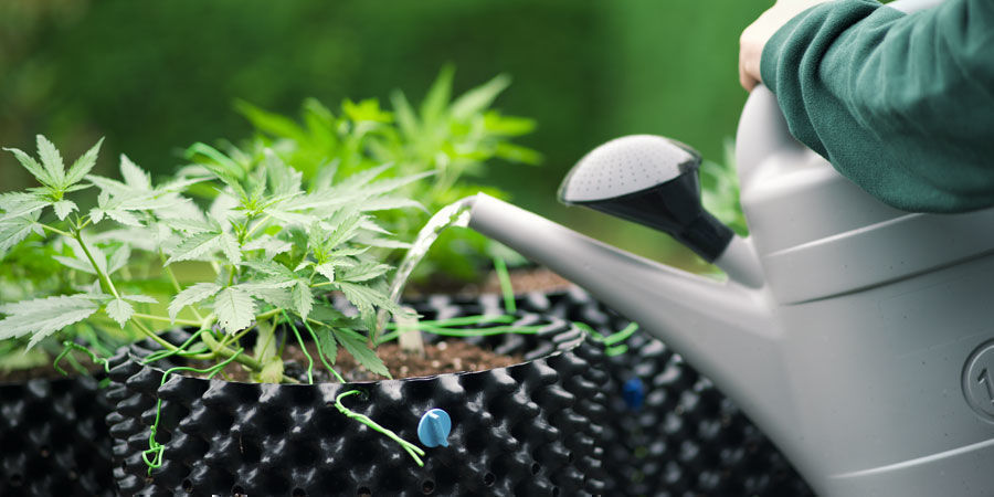 Hvor ofte skal man vande cannabisplanter Hvor ofte skal man vande cannabisplanter