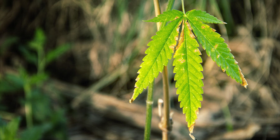 Sådan ser du, om en cannabisplante har brug for vanding Sådan ser du, om en cannabisplante har brug for vanding