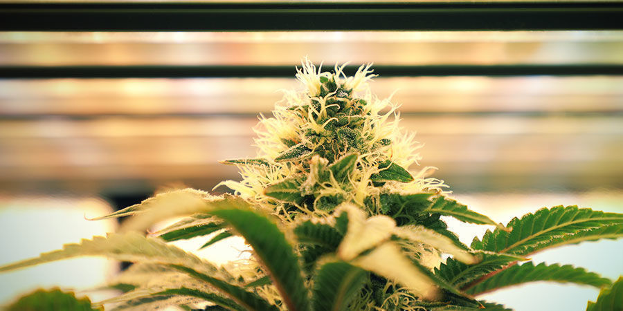 Lysintensitet Sådan vander du cannabisplanter: Lysintensitet