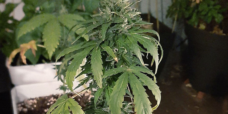 undervandede cannabisplanter
