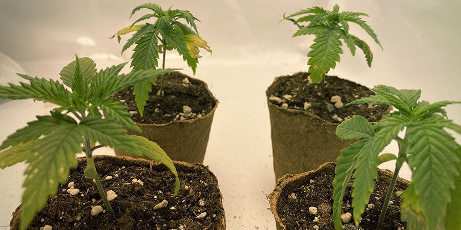 undervandede cannabisplanter