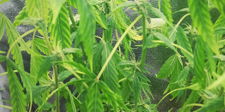 undervandede cannabisplanter