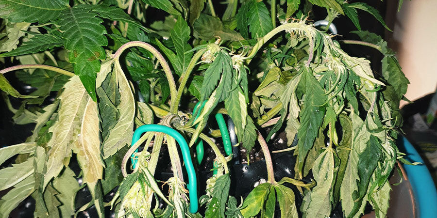 undervandede cannabisplanter