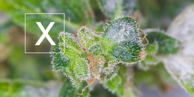 Meldug på cannabis: Er det sikkert? Powdery mildew on cannabis: Is it safe?