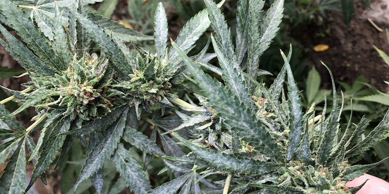 Hvordan ser meldug ud på cannabis? Hvordan ser meldug ud på cannabis?