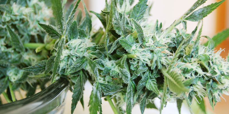 Hvad du skal gøre, hvis du opdager meldug på cannabisplanter Hvad du skal gøre, hvis du opdager meldug på cannabisplanter