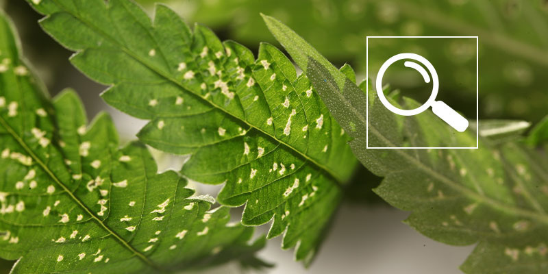 Almindelige årsager til hvide pletter på cannabis Almindelige årsager til hvide pletter på cannabis