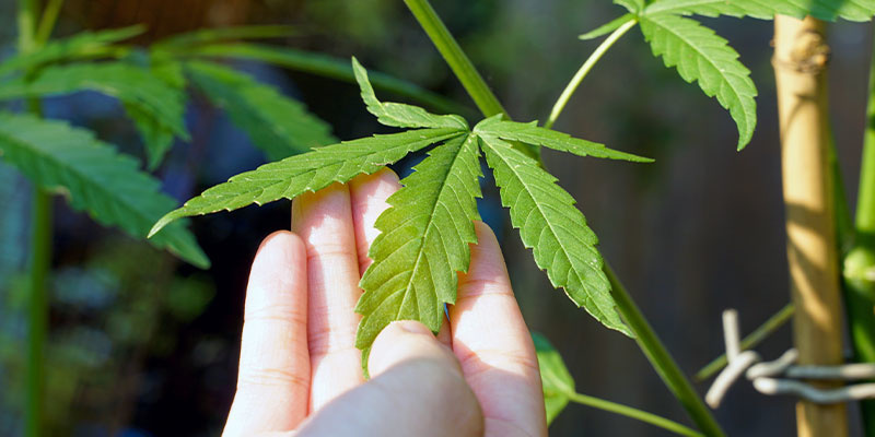 Sådan identificerer du årsagen til hvide pletter på cannabis Sådan identificerer du årsagen til hvide pletter på cannabis