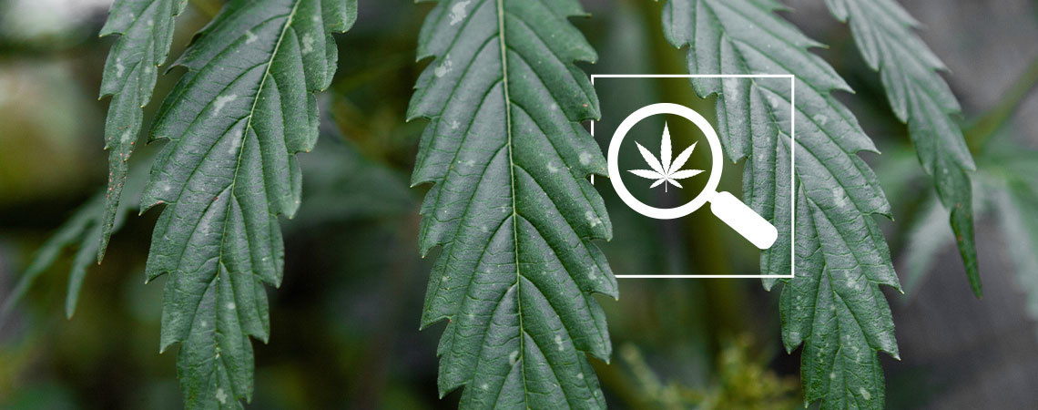 Hvide pletter på cannabisblade Hvide pletter på cannabisblade