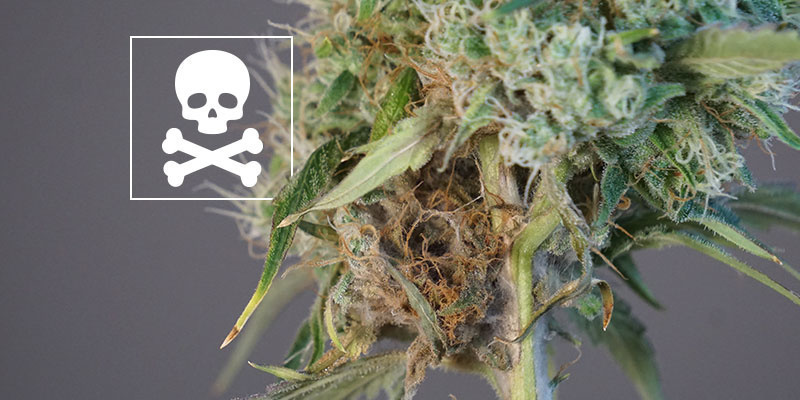 Kan du stadig bruge blomster med bud rot? Kan du stadig bruge blomster med bud rot?