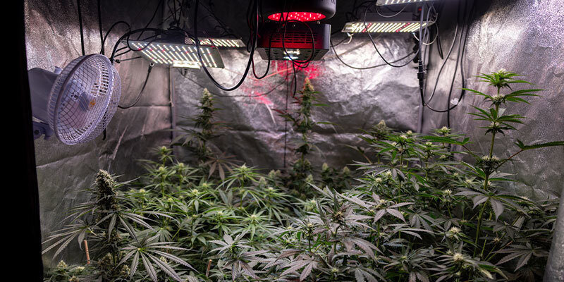 Sådan forebygger du bud rot Sådan forebygger du bud rot
