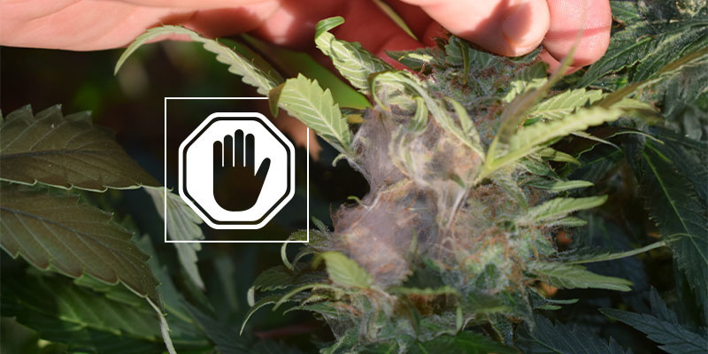 Hvad du skal gøre, hvis du opdager bud rot Hvad du skal gøre, hvis du opdager bud rot