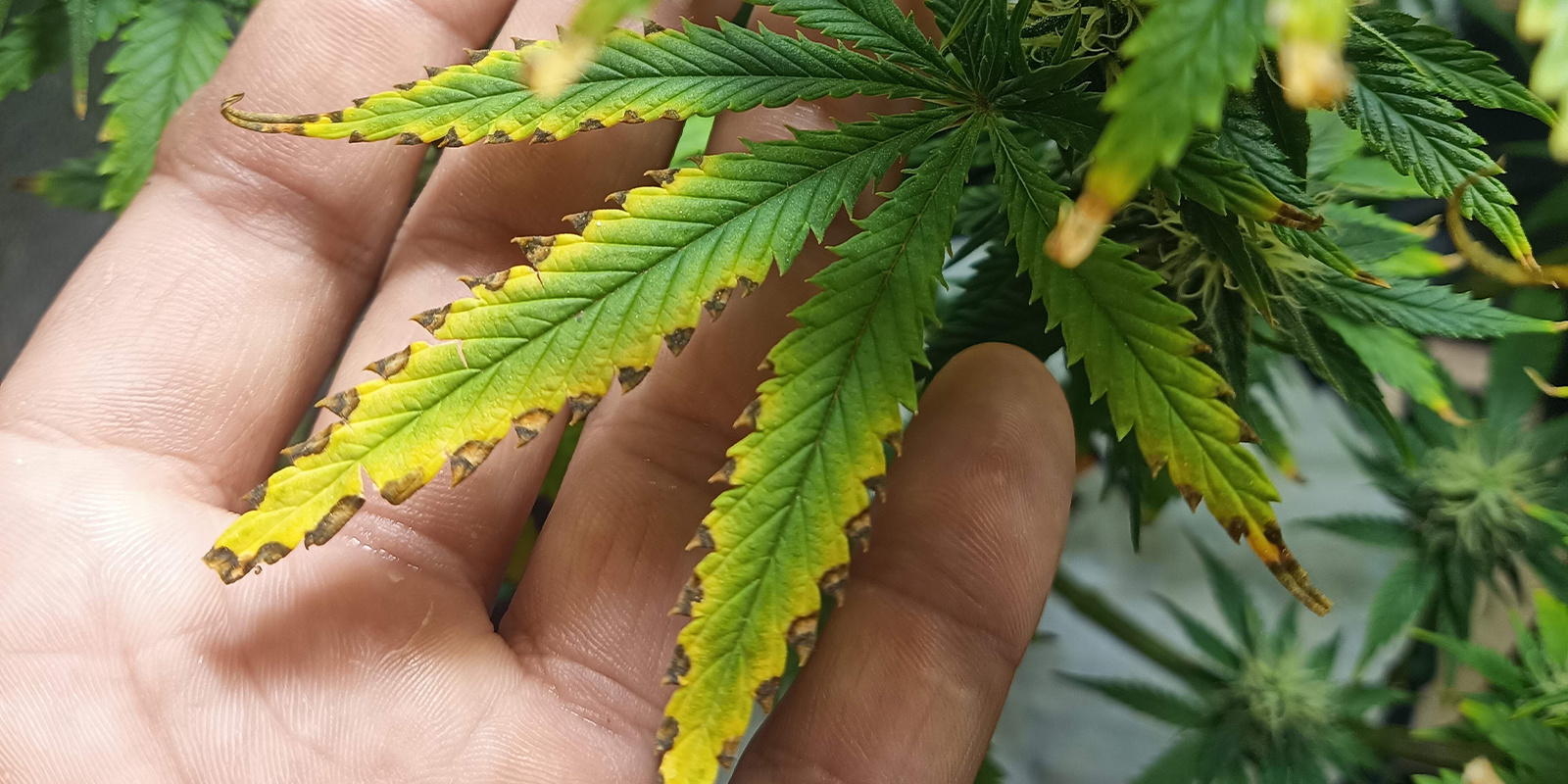 Cannabis n&aelig;ringsstofskader: S&aring;dan opdager du det og redder dine planter