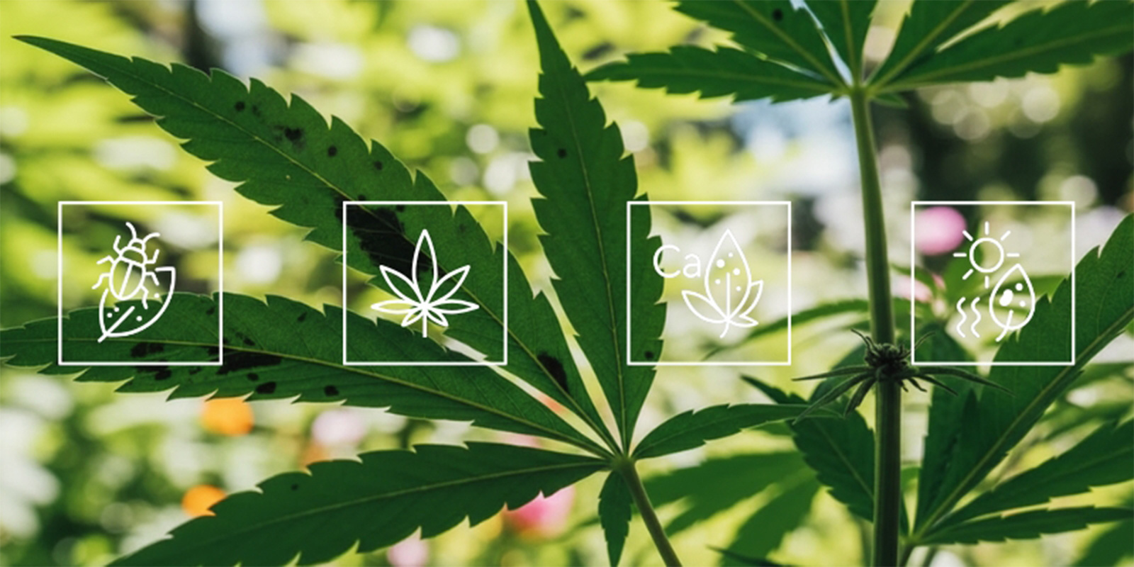 Hvad forårsager sorte pletter på cannabisblade? Hvad forårsager sorte pletter på cannabisblade?