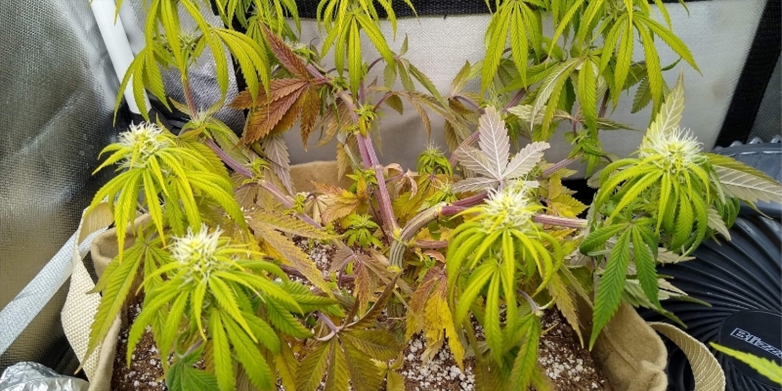 Almindelige tegn på, at dine cannabisplanter lider under forkerte pH-niveauer Common signs your cannabis plants are suffering from incorrect pH levels