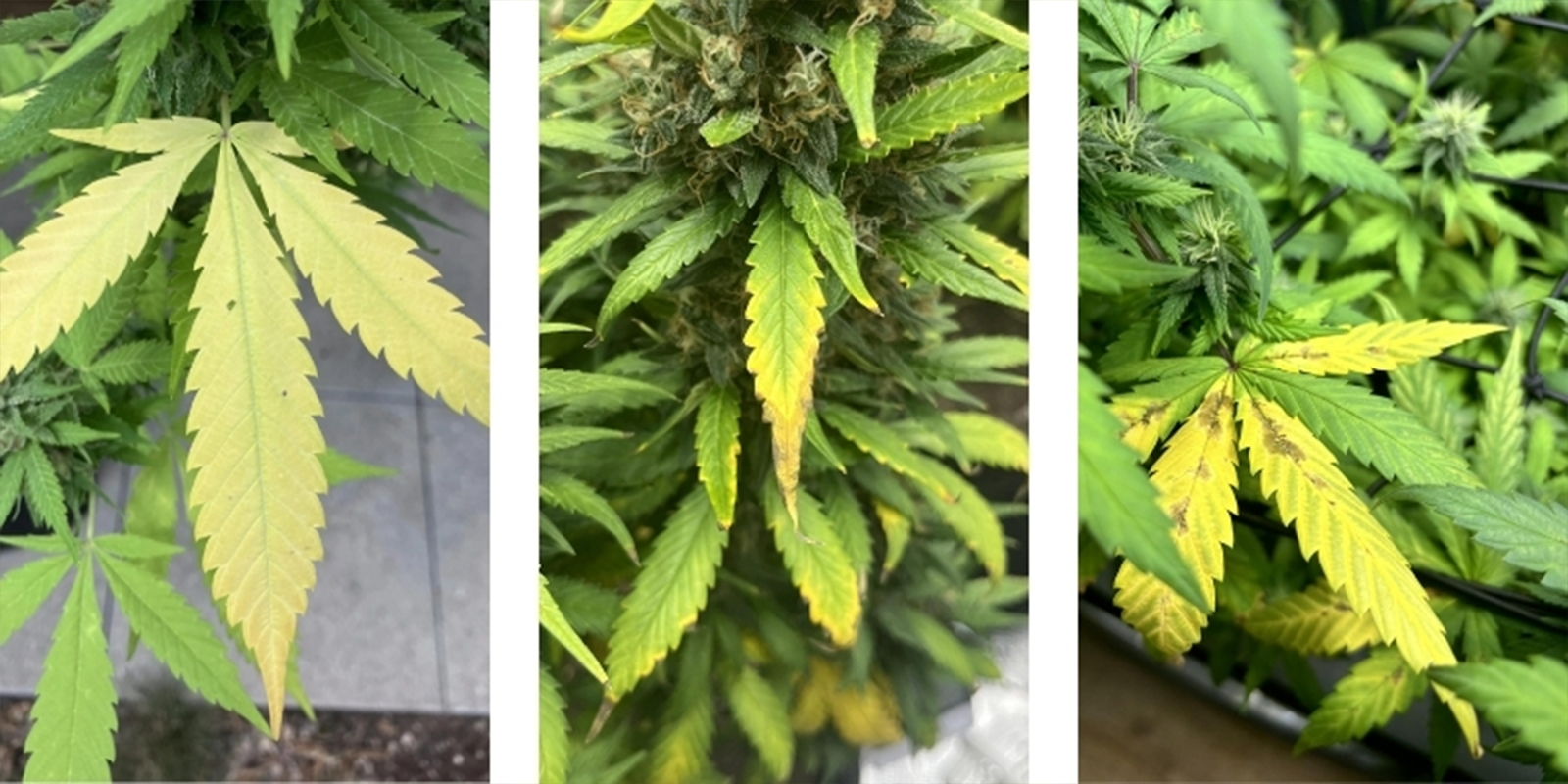 Almindelige tegn på, at dine cannabisplanter lider under forkerte pH-niveauer Common signs your cannabis plants are suffering from incorrect pH levels