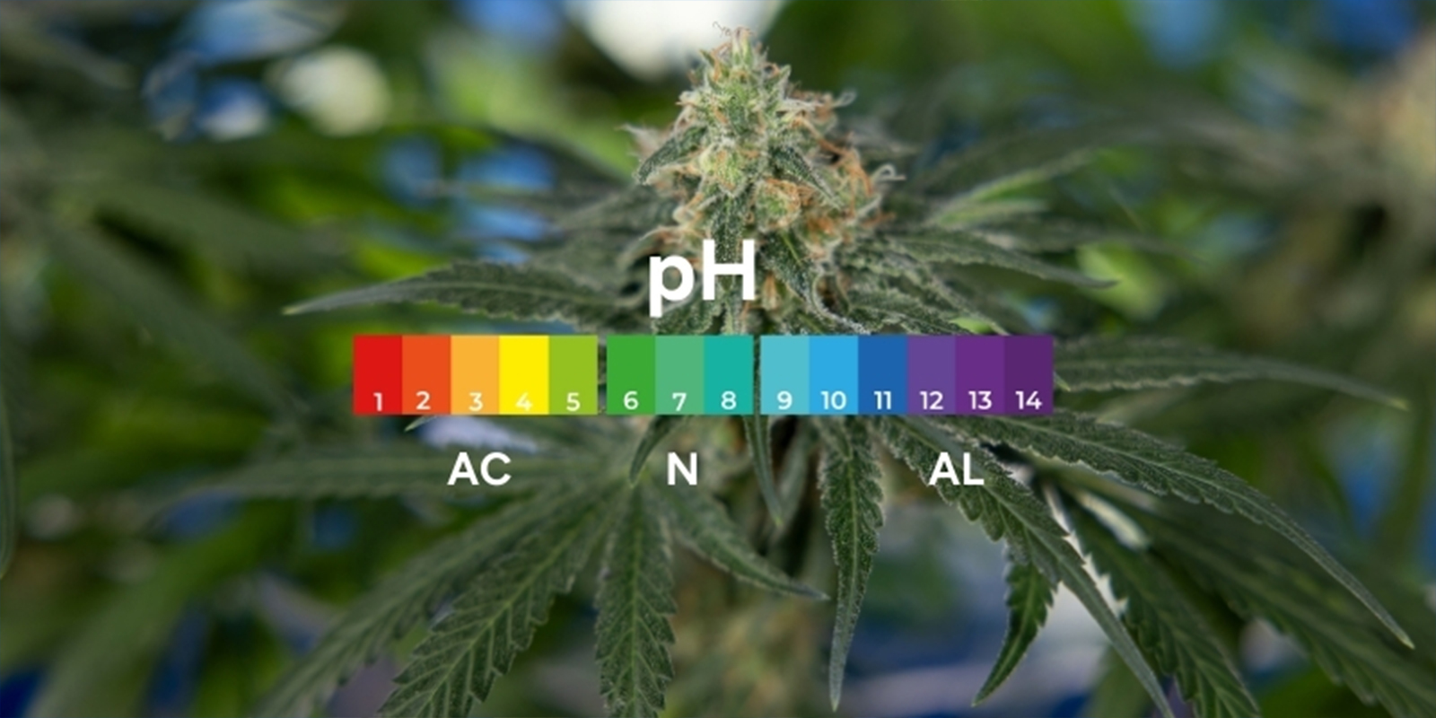 Hvad er pH, og hvorfor er det vigtigt for cannabis? Hvad er pH, og hvorfor er det vigtigt for cannabis?