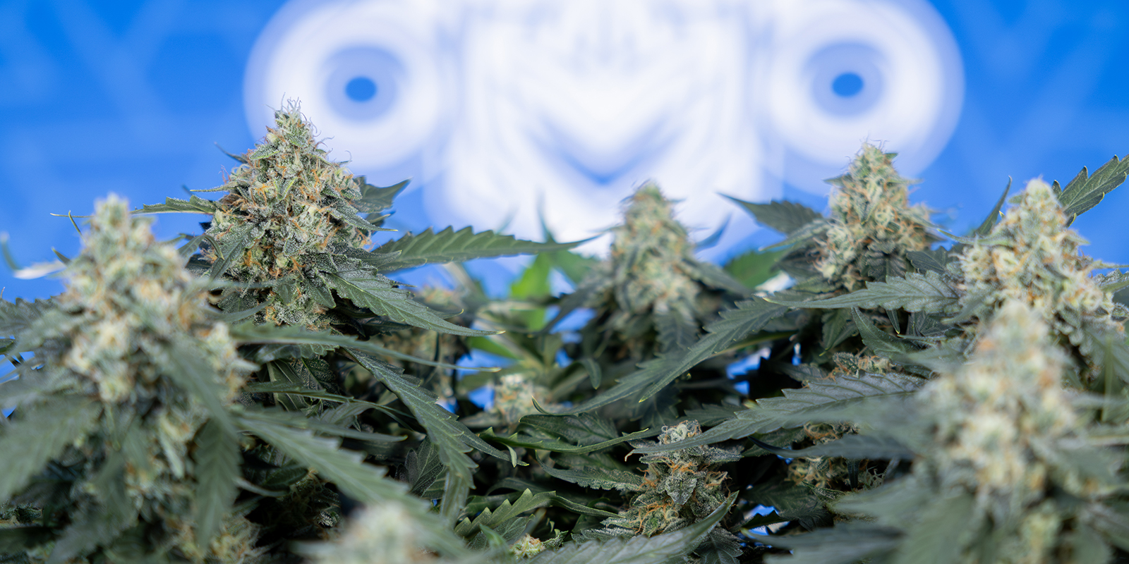 Bedste sorter til 12/12 fra frø Best Strains for 12/12 From Seed