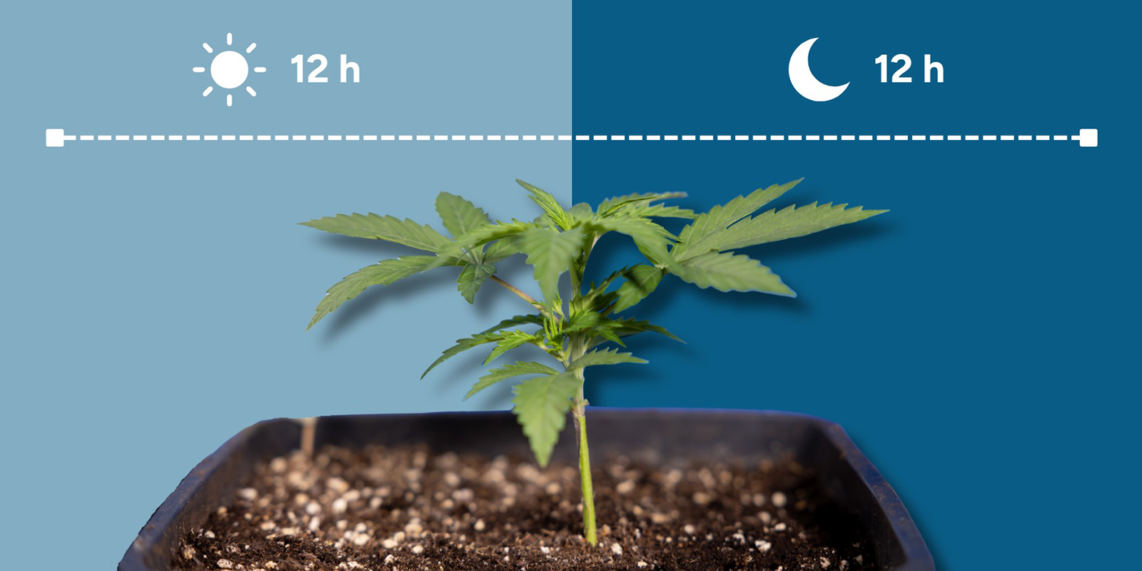 Hvad er 12/12? Hvad er 12/12?