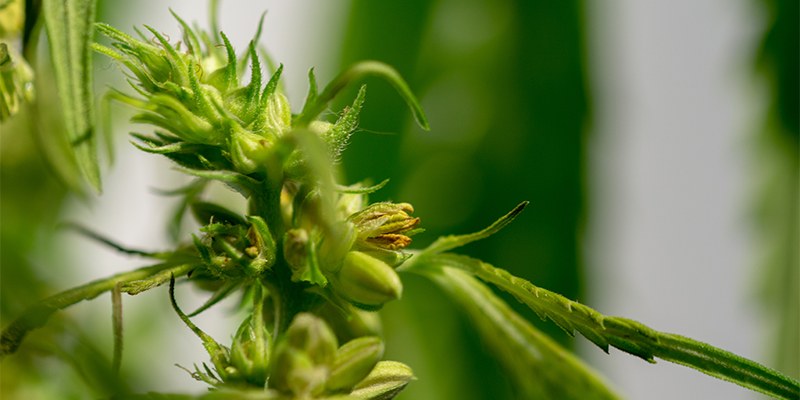Hvad er en hermafrodit cannabisplante? Hvad er en hermafrodit cannabisplante?