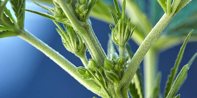 Sådan spotter du hermafroditte cannabisplanter How to spot hermaphrodite cannabis plants