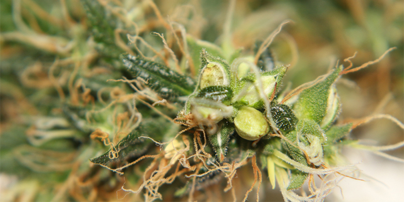 Kan du redde en hermafrodit cannabisplante? Kan du redde en hermafrodit cannabisplante?