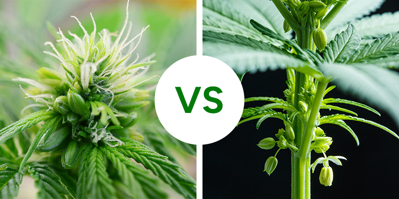 Hermafrodit vs han-cannabisplanter: Vigtigste forskelle Hermafrodit vs han-cannabisplanter: Vigtigste forskelle