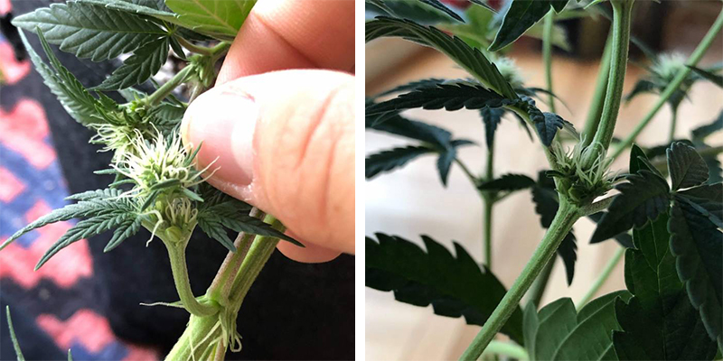 Sådan forebygger du hermafroditiske cannabisplanter Sådan forebygger du hermafroditiske cannabisplanter