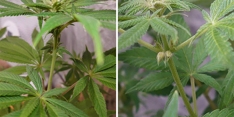 Tidlige tegn på en hermafroditplante Tidlige tegn på en hermafroditplante