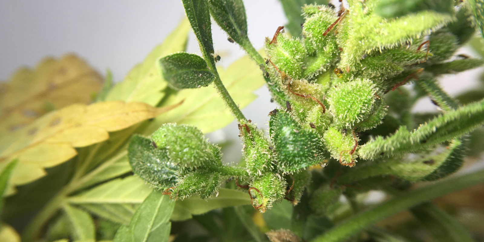 Kan du stadig bruge cannabisblomster, der er ramt af bladlus? Kan du stadig bruge cannabisblomster, der er ramt af bladlus?