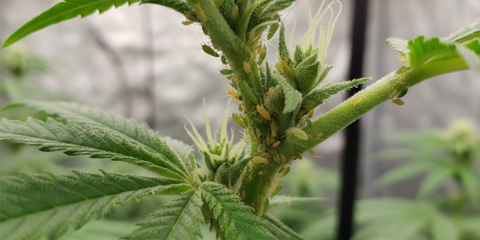 Sådan slipper du af med bladlus på cannabisplanter Sådan slipper du af med bladlus på cannabisplanter