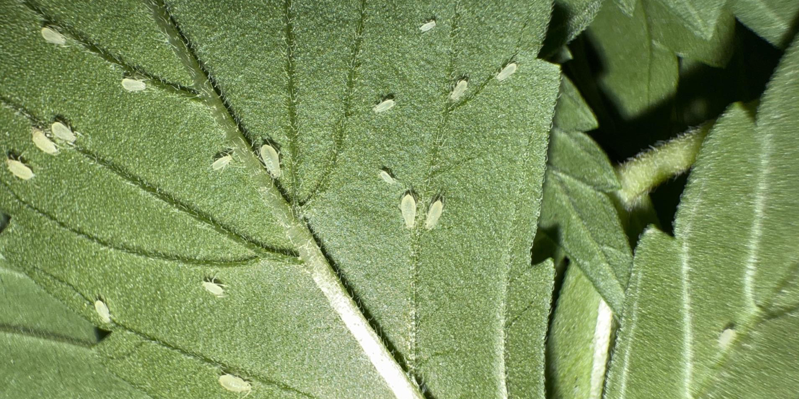 Sådan identificerer du bladlus på cannabisplanter Sådan identificerer du bladlus på cannabisplanter