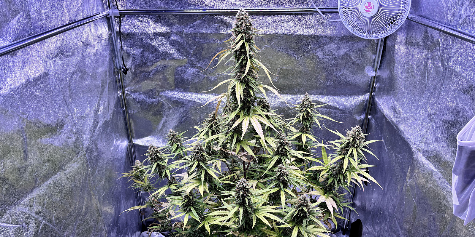 Sådan forebygger du bladlus på cannabisplanter Sådan forebygger du bladlus på cannabisplanter