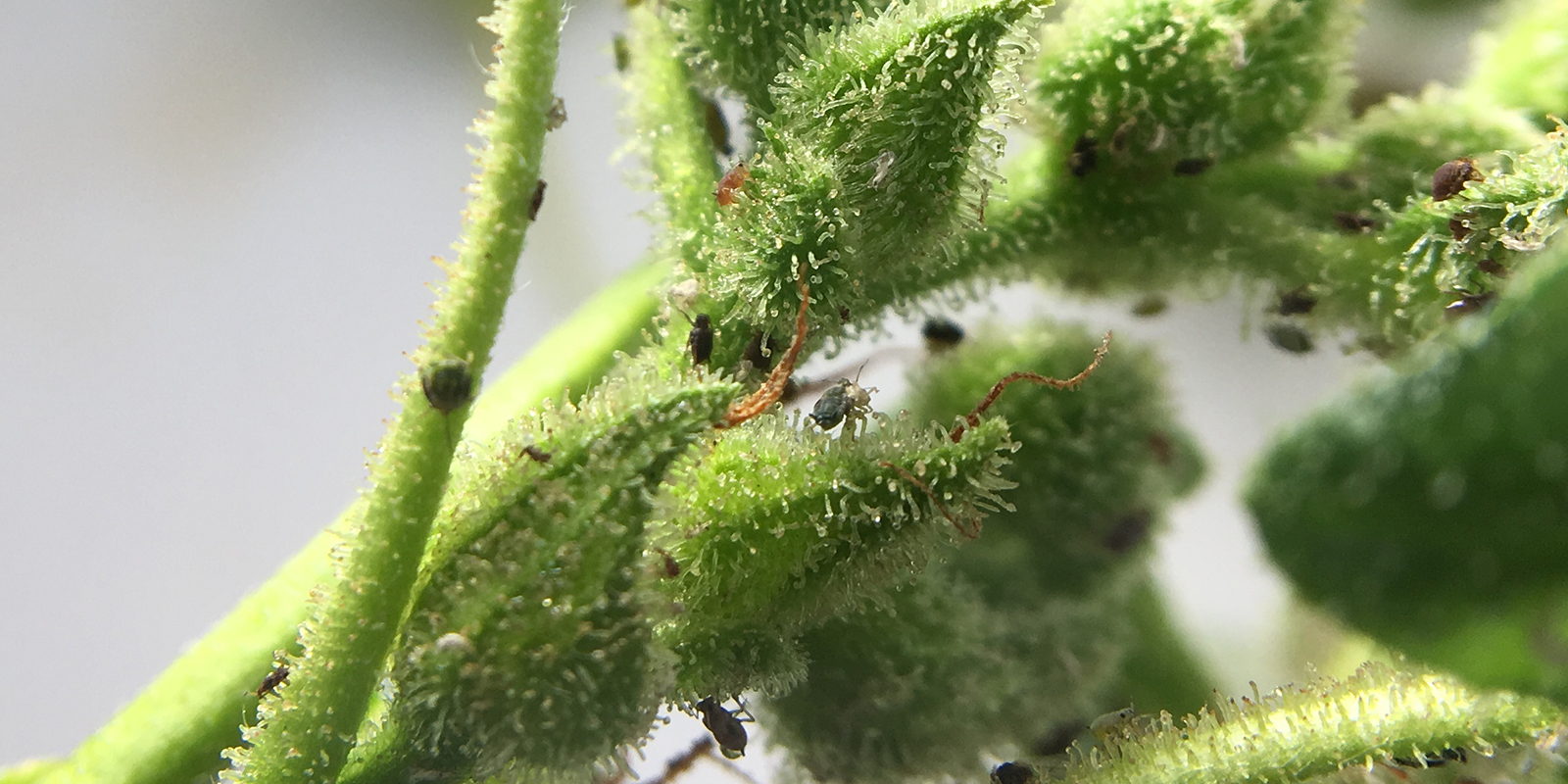 Hvad er cannabisbladlus? Hvad er cannabisbladlus?