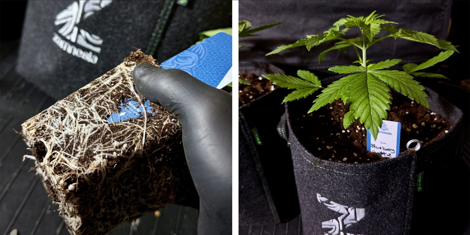 Mulighed 1: Omplant til en større potte Mulighed 1: Omplant til en større potte