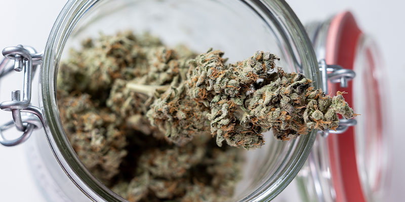 Klar til næste skridt? Begynd at hærde din cannabis i dag! Klar til næste skridt? Begynd at hærde din cannabis i dag!