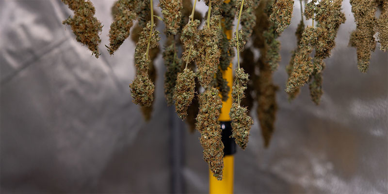 Hvorfor skal du tørre din cannabis? Hvorfor skal du tørre din cannabis?