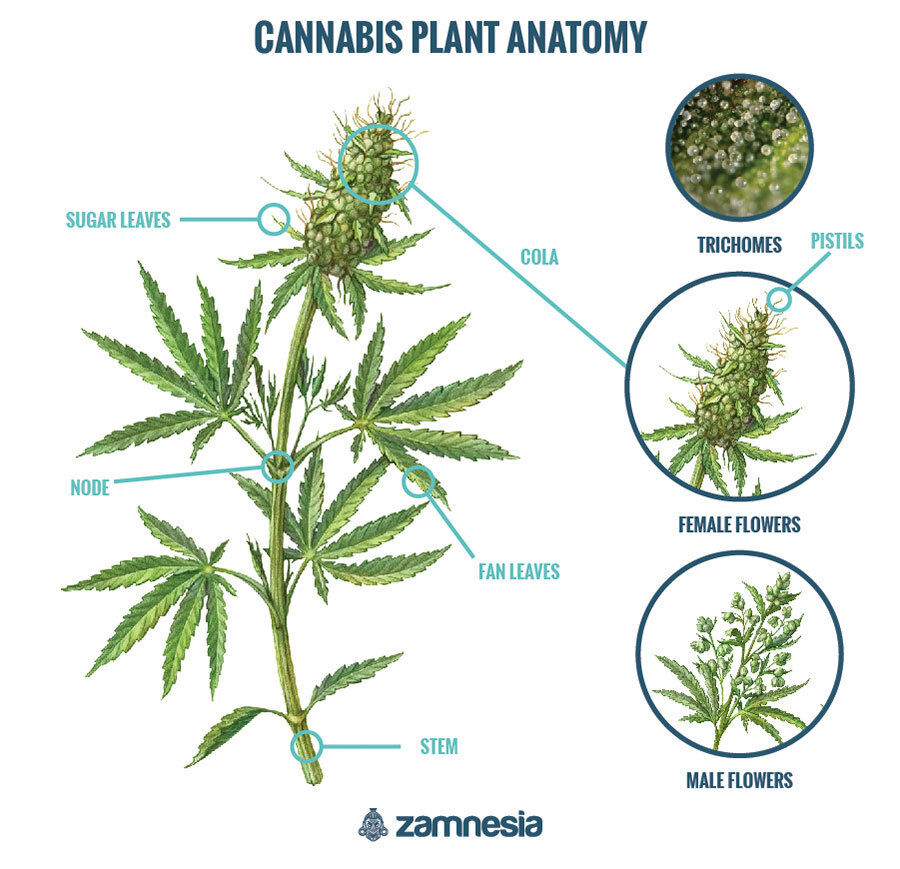 Cannabisanatomi Cannabisanatomi