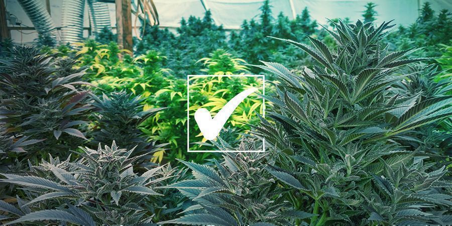 Regular Cannabis Seeds: The Pros Regular Cannabis Seeds: The Pros