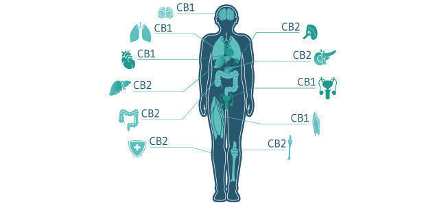 THC og ECS THC And ECS